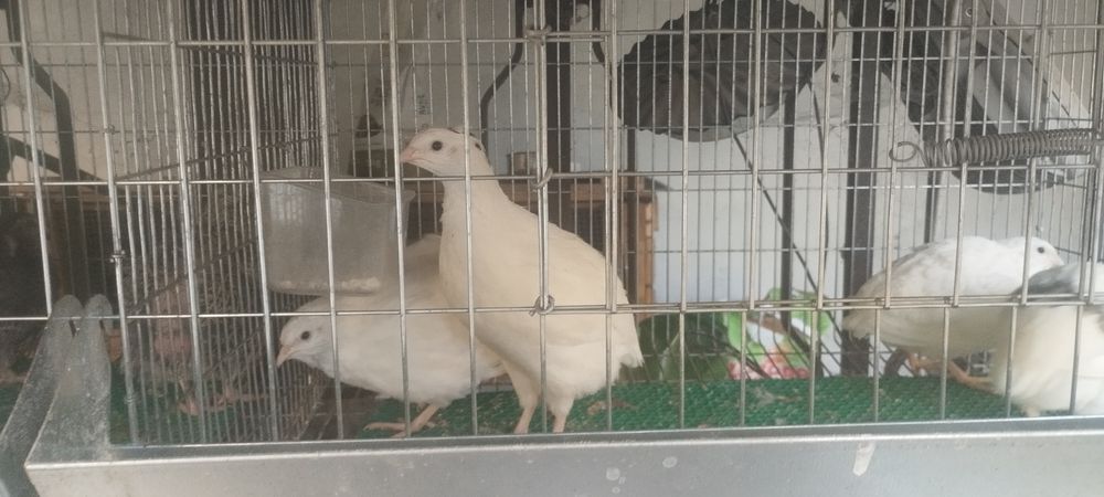 Codornizes de várias raças