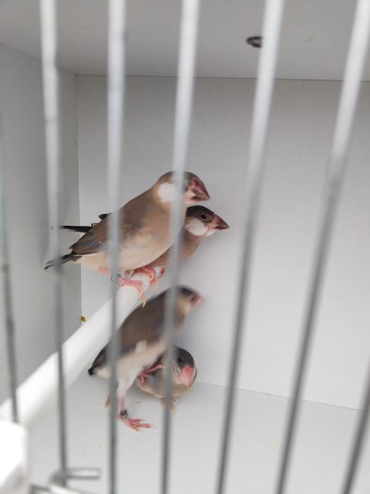 Sprzedam młode ryżowce siwe