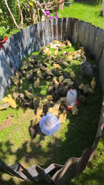 Biegus Indyjski import