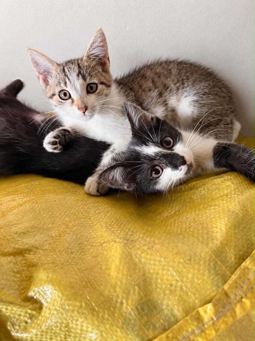 Kociaki do adopcji !!! (opis)