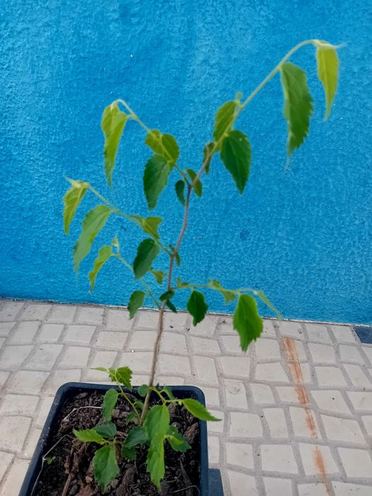 Arvore Lódão bastardo celtis Australis