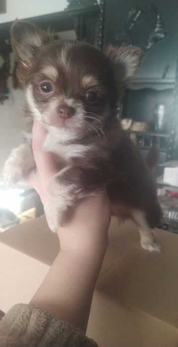 Oddam szczeniaki chihuahua