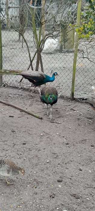 Pavões novos e adultos