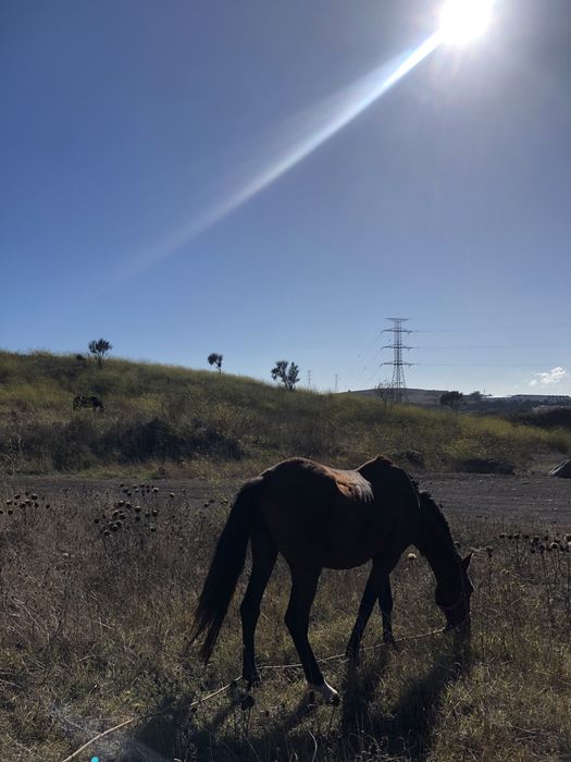 Vendo dois cavalos