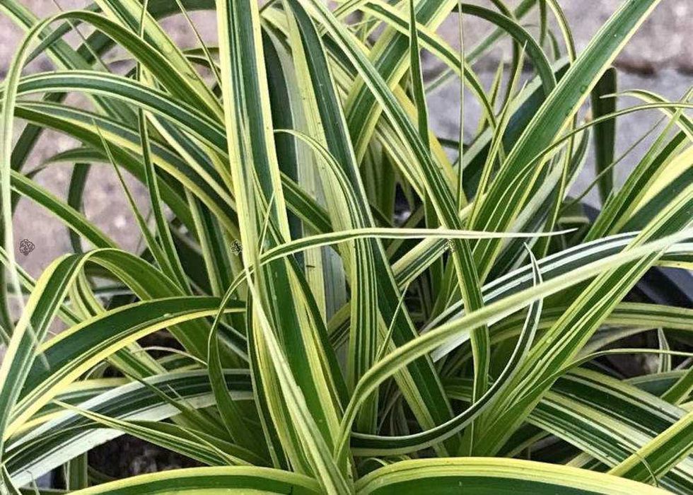 Turzyca morrowa "Ice Dance" i "Vanilla Ice"