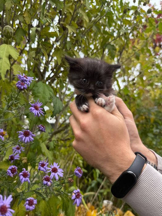 Котики в добрі руки