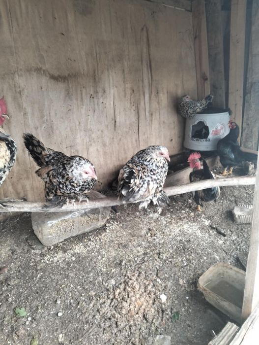 Caquitas  belgeares Mil Flores