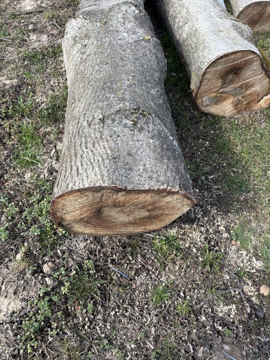 Belki pnie z orzecha wloskiego