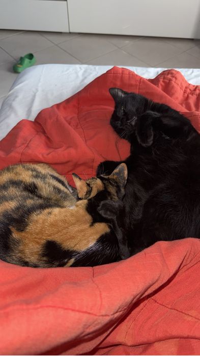 Gato para adoção
