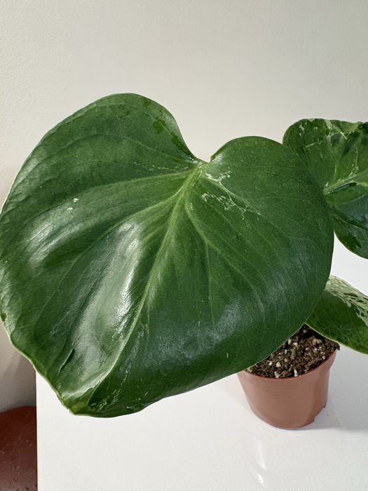 Monstera bulbasaur mutation