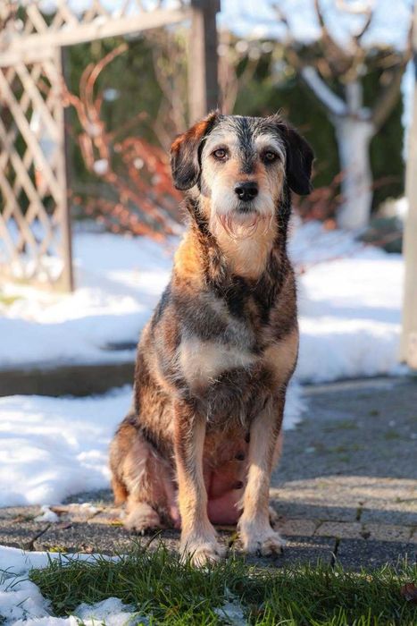 Szczeniaki do oddania w połowie stycznia