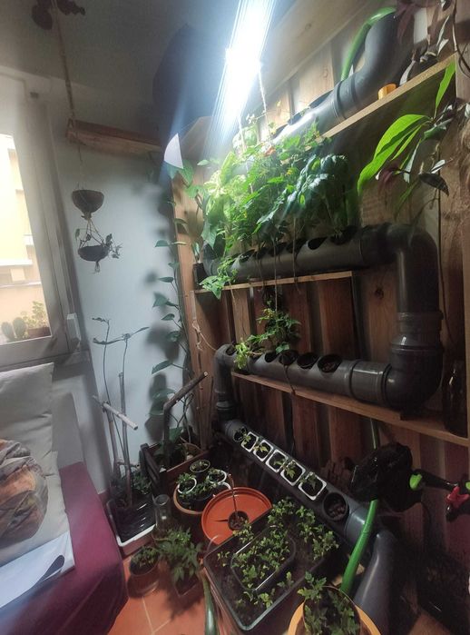 Hydroponic system indoor