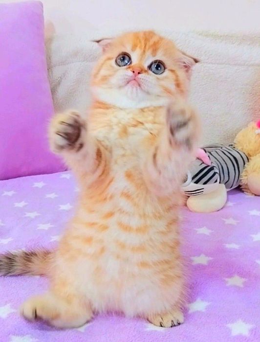 Неймовірна красунечка Золота шиншила дівчинка