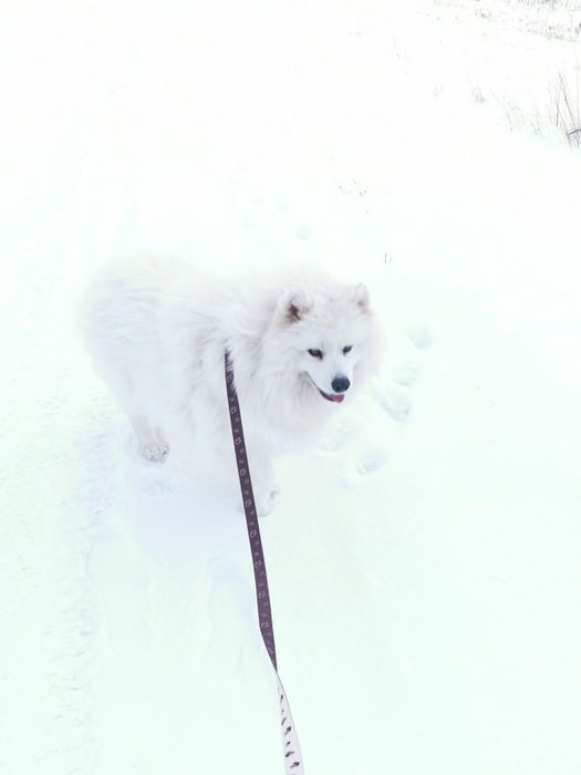 Suczka samoyed dorosła