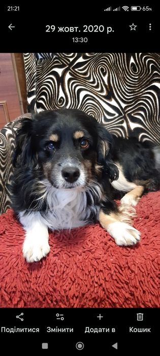 Милі собачки маленької породи.