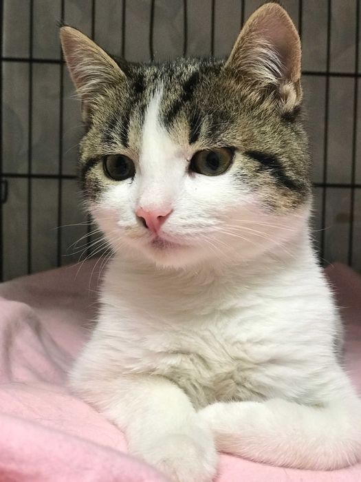 віддам котика у добрі руки