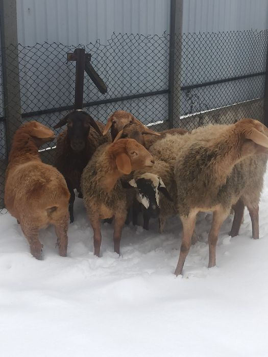 Ягниці курдючної породи (Гісари) вівці молоді.