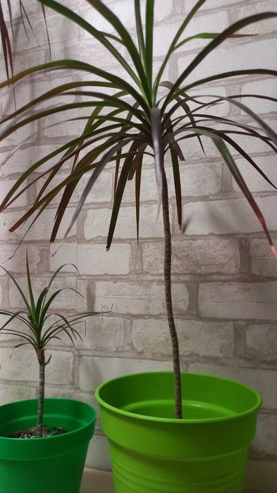 Комнатное дерево-кустарник драцена