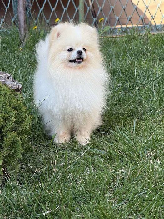 Померанский шпиц