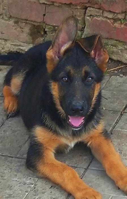 Шикарные щенки для ценителей породы