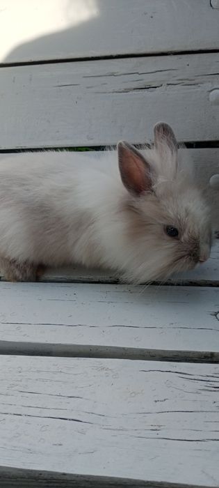 Карликовий торчевухий кролик