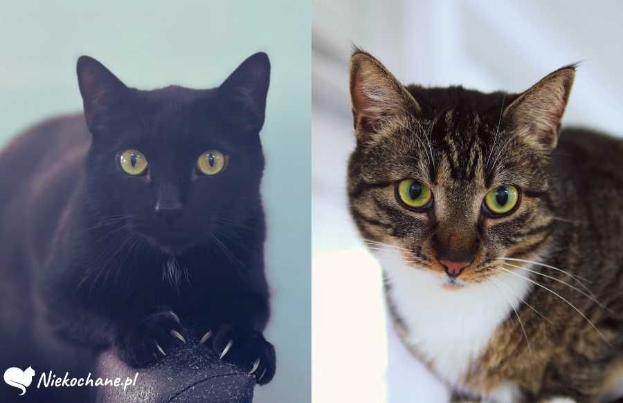 Kocie rodzeństwo szuka wspólnego domu od 3 lat!