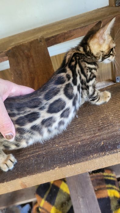 Бенгалы от клубных родителей.