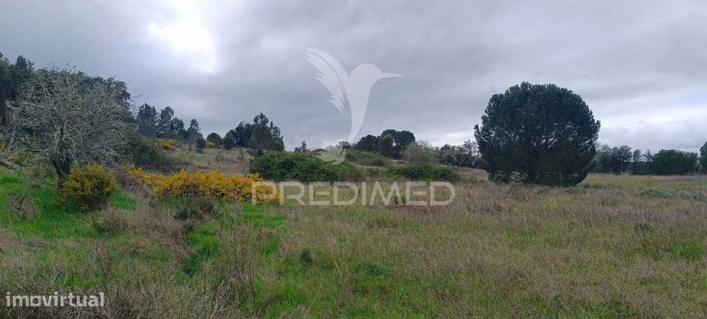 Terreno rustico (1,6 ha) junto à Mata de Cabeção– Excelente Oportun...