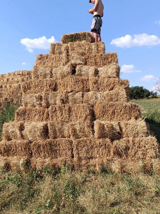 Продам тюки люцерны