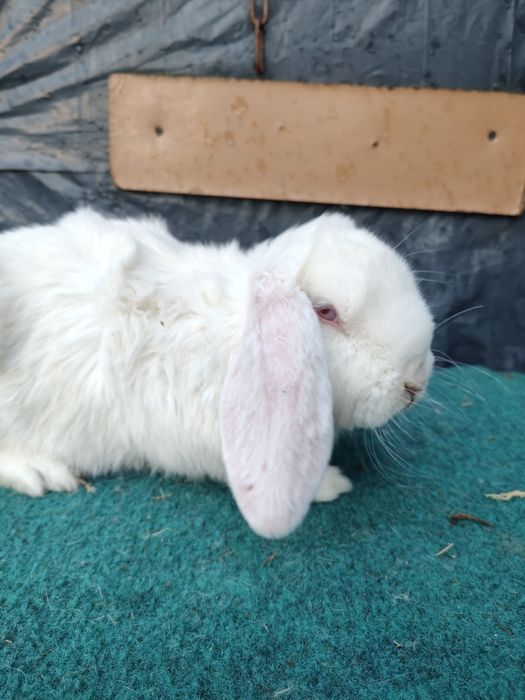 Sprzedam młode barany francuskie