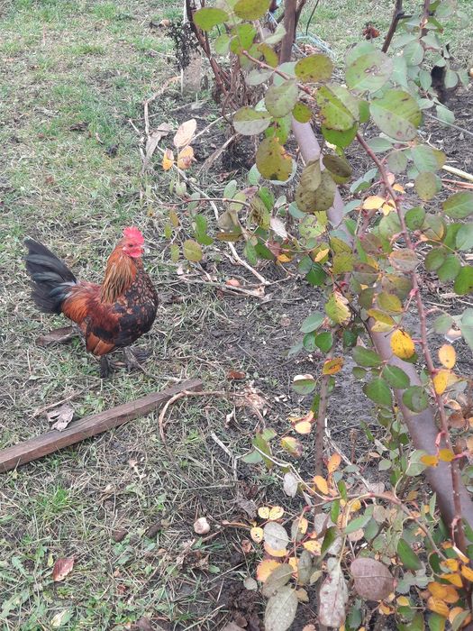 Продам декоративних півників