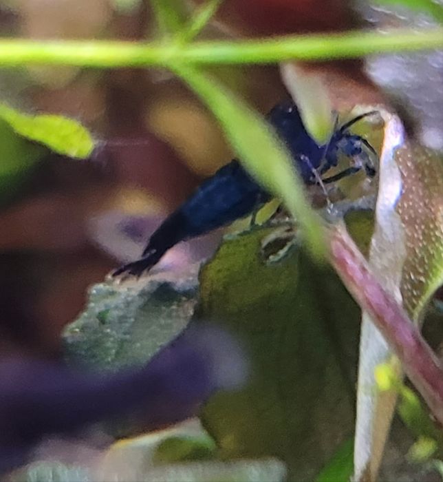 Sprzedam krewetki blu Velvet