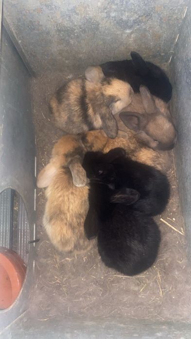Vendo coelhos orelhudos Holland Lop muito dóceis e saudáveis