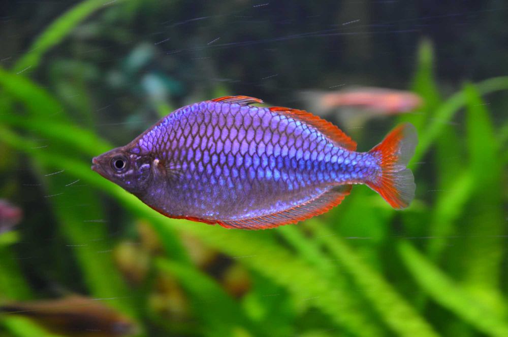 Melanotaenia praecox Tęczanka neonowa