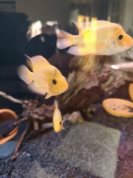 Ciclídeo Amphilophus Labiatus