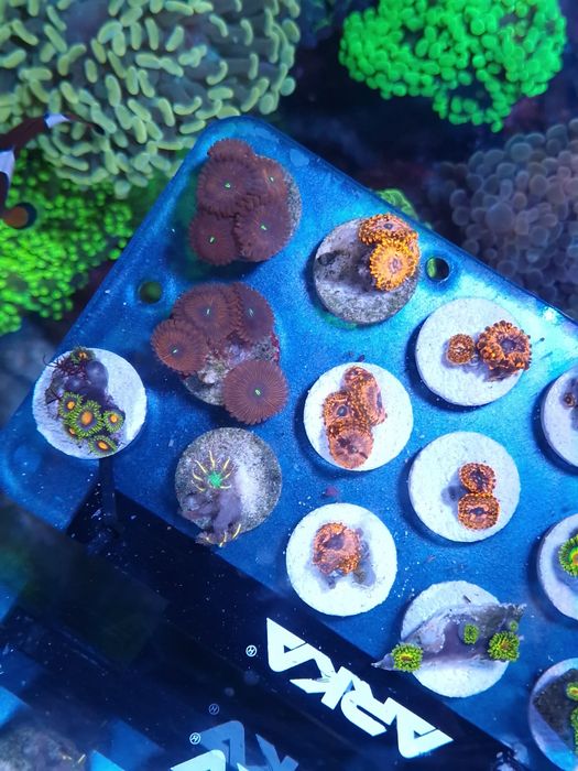 Corais agua salgada Frags de zoas