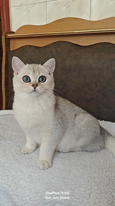 Котята с изумрудными глазками