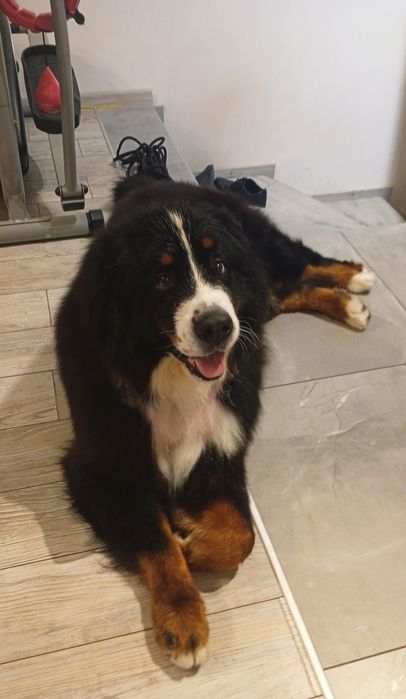 Fryzjer dla psa Groomer