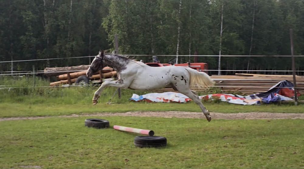 Ogierek tarantowaty roczny po Perfekt love