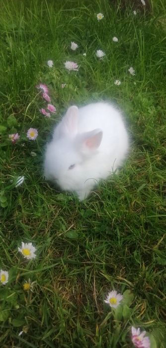 Teddy  miniaturka  śliczne gotowe do odbioru