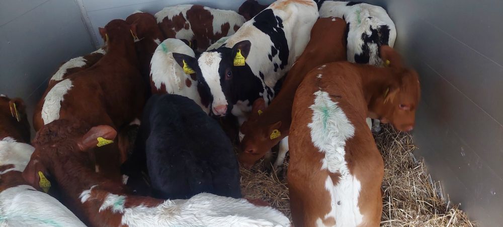 Byczki miesne cielaki Osiny