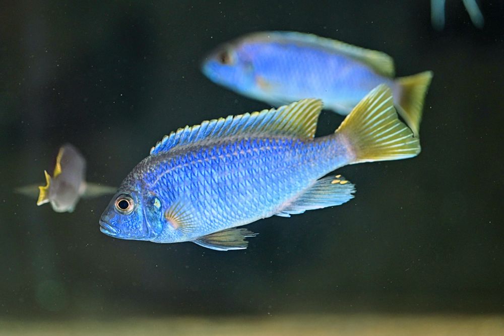 Pyszczaki malawi Pseudotropheus sp acei Luwala Reef