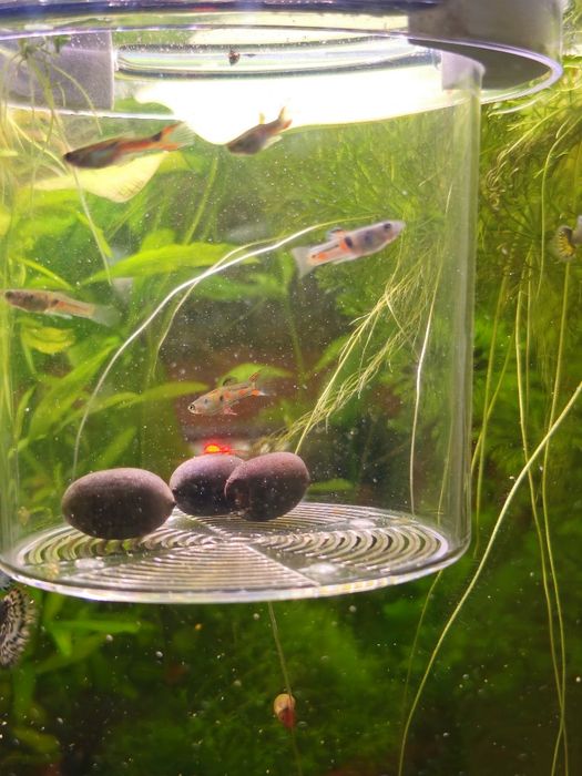 Guppy enlder macho laranja