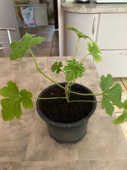 герань, пеларгония белая, красная, коралловая, розовая  лимонная