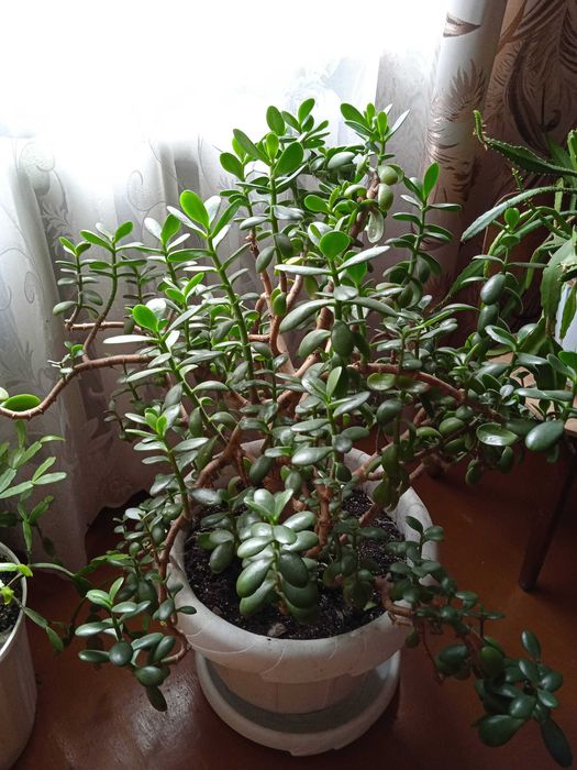 продам цветок денежное дерево