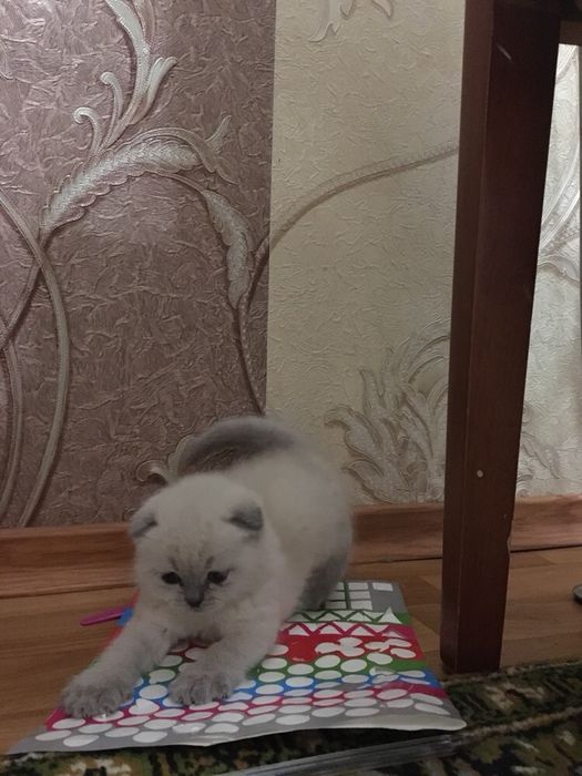 Шотландский вислоухий котик Вязка кота для вязки