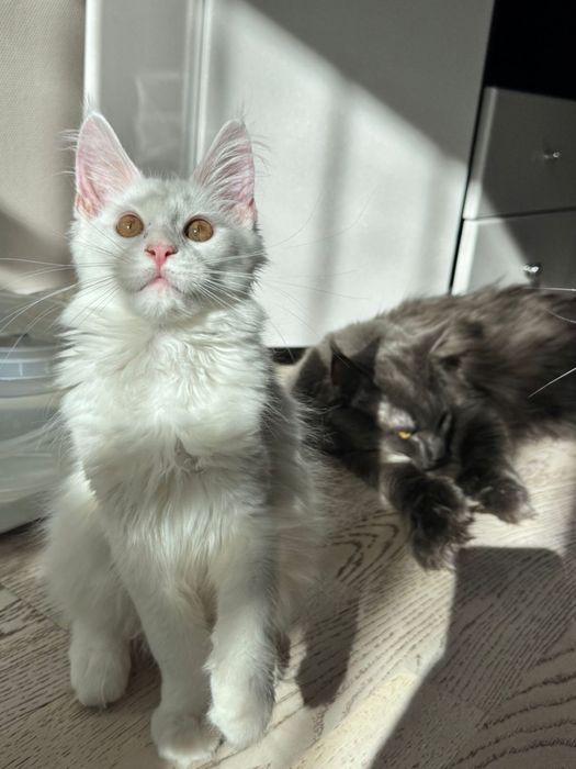 Мейн кун кошенятка !