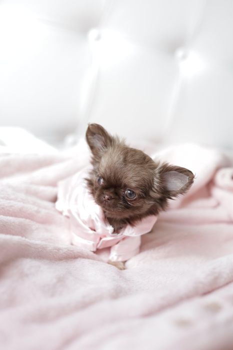 Chihuahua FCI dziewczynka