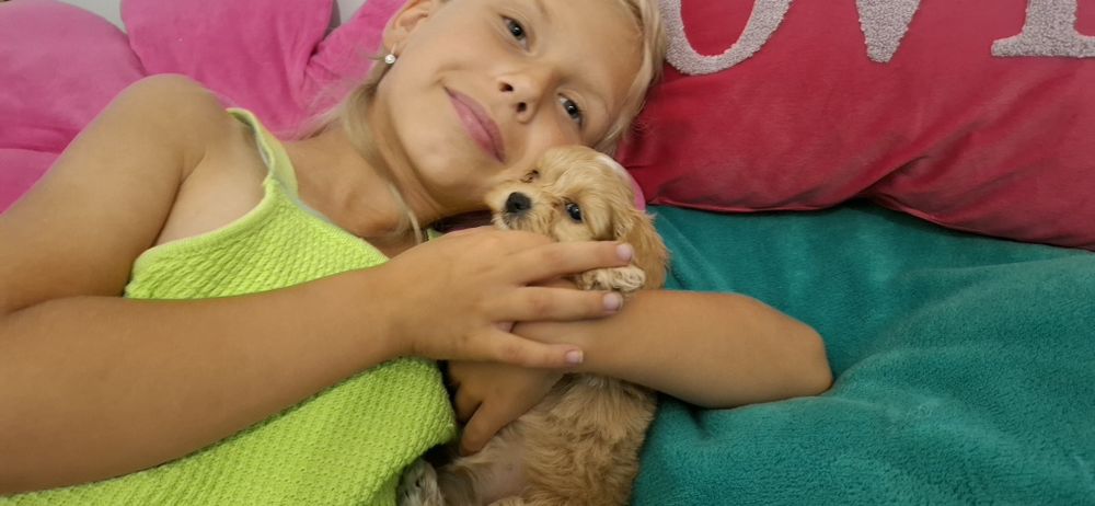 Maltipoo xs piesek