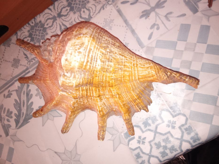 Tenho essa concha para vender não sei o valor aceito avaliação